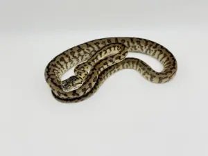 Other Carpet Pythons