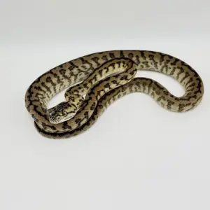 import placeholder for 30630