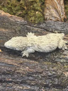 Leachianus Geckos