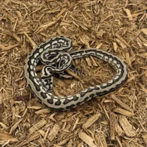 import placeholder for 30418