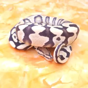 Ball Pythons