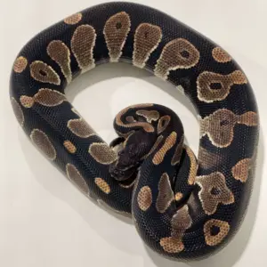 import placeholder for 30197