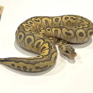 import placeholder for 30247