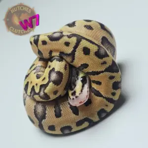 import placeholder for 30250