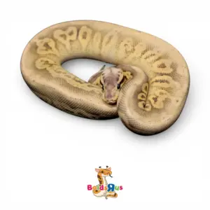 import placeholder for 30667