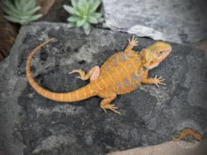 Bearded Dragons