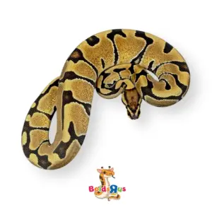 import placeholder for 30200