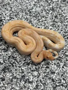 Red-Tailed Boas (BCC)