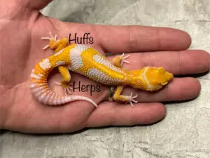 Leopard & Fat-tailed Geckos