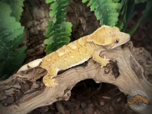 Crested Geckos