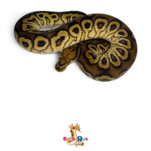 import placeholder for 30562