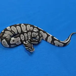 import placeholder for 30729