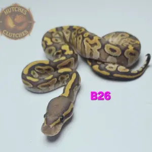 import placeholder for 30283