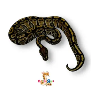 import placeholder for 30449