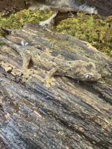 Other Geckos