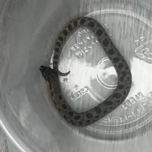Western Hognoses