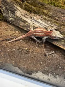 Gargoyle Geckos