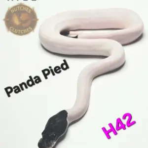 import placeholder for 30218