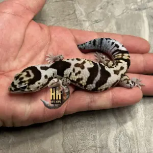 import placeholder for 30300