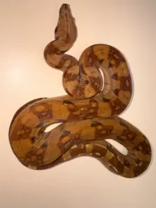 Common Boas (BCI)