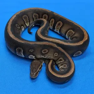 import placeholder for 30186